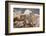 Colorado, Mt. Evans. Mountain Goat Kids Playing-Jaynes Gallery-Framed Photographic Print