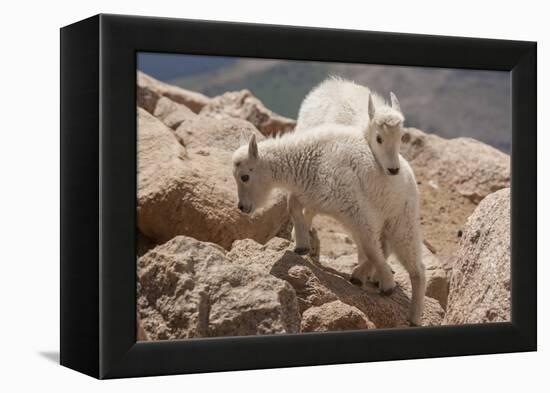 Colorado, Mt. Evans. Mountain Goat Kids Playing-Jaynes Gallery-Framed Premier Image Canvas