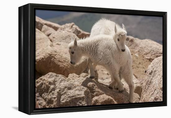 Colorado, Mt. Evans. Mountain Goat Kids Playing-Jaynes Gallery-Framed Premier Image Canvas