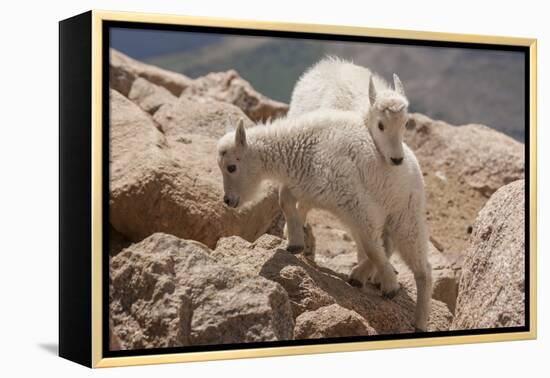 Colorado, Mt. Evans. Mountain Goat Kids Playing-Jaynes Gallery-Framed Premier Image Canvas