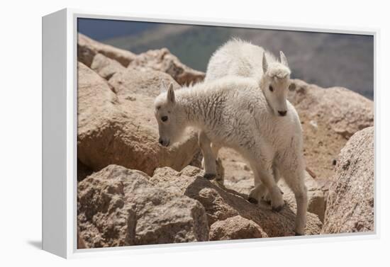 Colorado, Mt. Evans. Mountain Goat Kids Playing-Jaynes Gallery-Framed Premier Image Canvas