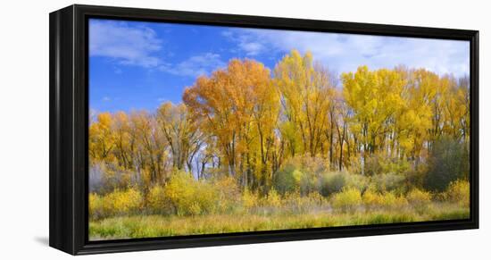 Colorado, Narrowleaf Cottonwood and Willows Display Fall Color Along a Side Channel, Gunnison River-John Barger-Framed Premier Image Canvas
