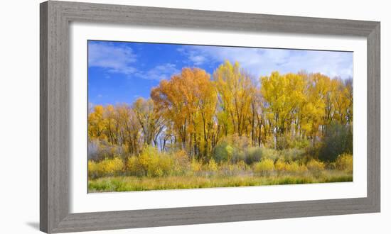 Colorado, Narrowleaf Cottonwood and Willows Display Fall Color Along a Side Channel, Gunnison River-John Barger-Framed Photographic Print