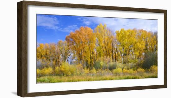 Colorado, Narrowleaf Cottonwood and Willows Display Fall Color Along a Side Channel, Gunnison River-John Barger-Framed Photographic Print