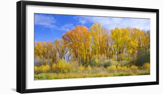 Colorado, Narrowleaf Cottonwood and Willows Display Fall Color Along a Side Channel, Gunnison River-John Barger-Framed Photographic Print