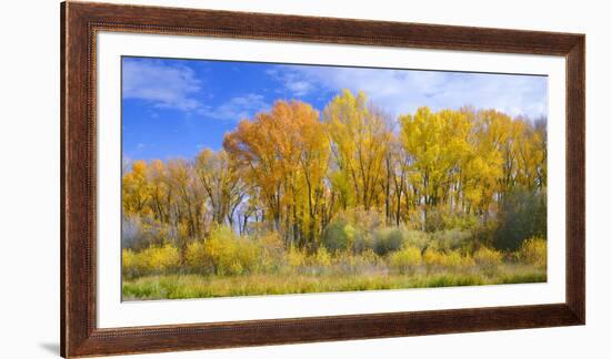 Colorado, Narrowleaf Cottonwood and Willows Display Fall Color Along a Side Channel, Gunnison River-John Barger-Framed Photographic Print