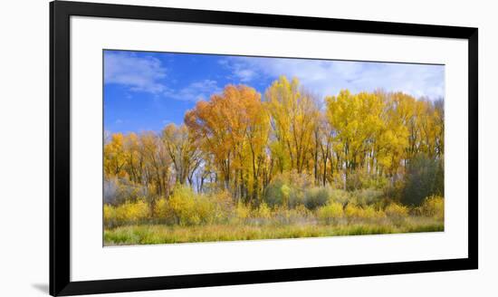 Colorado, Narrowleaf Cottonwood and Willows Display Fall Color Along a Side Channel, Gunnison River-John Barger-Framed Photographic Print