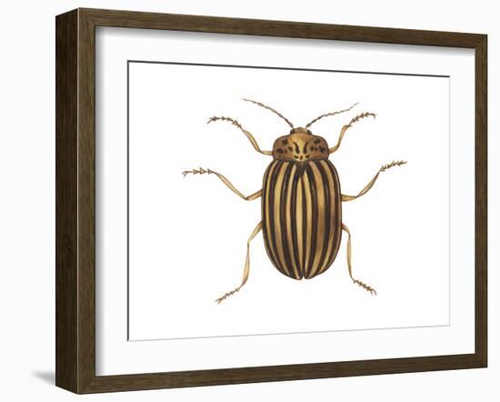 Colorado Potato Beetle (Leptinotarsa Decemlineata), Insects-Encyclopaedia Britannica-Framed Art Print