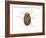 Colorado Potato Beetle (Leptinotarsa Decemlineata), Insects-Encyclopaedia Britannica-Framed Art Print