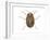 Colorado Potato Beetle (Leptinotarsa Decemlineata), Insects-Encyclopaedia Britannica-Framed Art Print