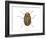 Colorado Potato Beetle (Leptinotarsa Decemlineata), Insects-Encyclopaedia Britannica-Framed Art Print