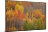 Colorado, Red Mountain Pass. Autum-Colored Forest-Jaynes Gallery-Mounted Photographic Print