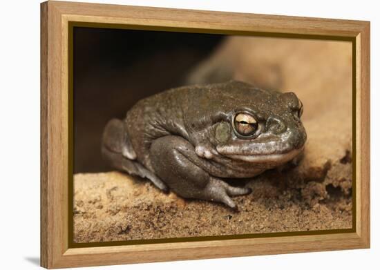 Colorado River Toad (Incilius Alvarius), also known as the Sonoran Desert Toad. Wild Life Animal.-wrangel-Framed Premier Image Canvas