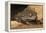 Colorado River Toad (Incilius Alvarius), also known as the Sonoran Desert Toad. Wild Life Animal.-wrangel-Framed Premier Image Canvas