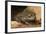 Colorado River Toad (Incilius Alvarius), also known as the Sonoran Desert Toad. Wild Life Animal.-wrangel-Framed Photographic Print