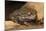 Colorado River Toad (Incilius Alvarius), also known as the Sonoran Desert Toad. Wild Life Animal.-wrangel-Mounted Photographic Print