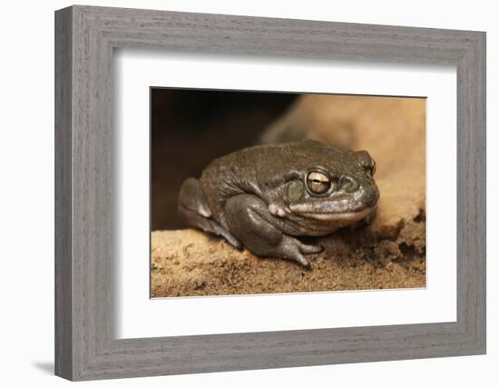 Colorado River Toad (Incilius Alvarius), also known as the Sonoran Desert Toad. Wild Life Animal.-wrangel-Framed Photographic Print