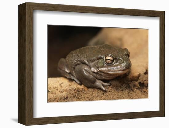 Colorado River Toad (Incilius Alvarius), also known as the Sonoran Desert Toad. Wild Life Animal.-wrangel-Framed Photographic Print