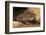 Colorado River Toad (Incilius Alvarius), also known as the Sonoran Desert Toad. Wild Life Animal.-wrangel-Framed Photographic Print