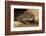 Colorado River Toad (Incilius Alvarius), also known as the Sonoran Desert Toad. Wild Life Animal.-wrangel-Framed Photographic Print