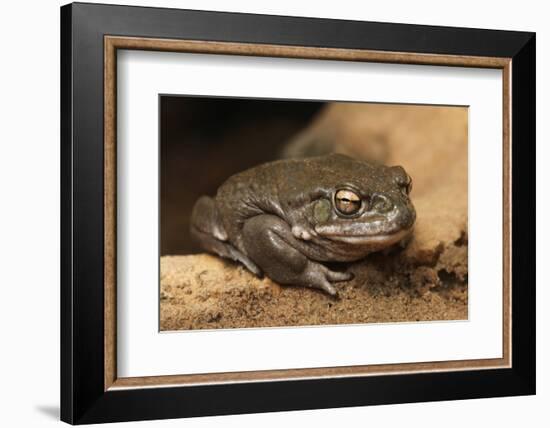 Colorado River Toad (Incilius Alvarius), also known as the Sonoran Desert Toad. Wild Life Animal.-wrangel-Framed Photographic Print