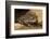 Colorado River Toad (Incilius Alvarius), also known as the Sonoran Desert Toad. Wild Life Animal.-wrangel-Framed Photographic Print