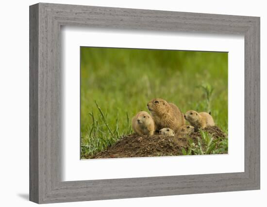 Colorado, Rocky Mountain Arsenal NWR. Prairie Dog Family on Den Mound-Cathy & Gordon Illg-Framed Photographic Print