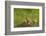 Colorado, Rocky Mountain Arsenal NWR. Prairie Dog Family on Den Mound-Cathy & Gordon Illg-Framed Photographic Print