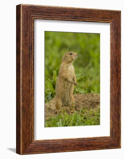 Colorado, Rocky Mountain Arsenal NWR. Prairie Dog on Den Mound-Cathy & Gordon Illg-Framed Photographic Print