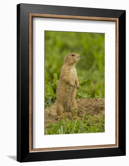 Colorado, Rocky Mountain Arsenal NWR. Prairie Dog on Den Mound-Cathy & Gordon Illg-Framed Photographic Print