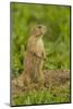 Colorado, Rocky Mountain Arsenal NWR. Prairie Dog on Den Mound-Cathy & Gordon Illg-Mounted Photographic Print