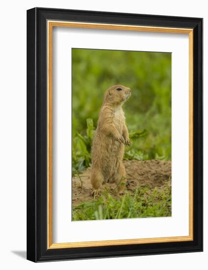 Colorado, Rocky Mountain Arsenal NWR. Prairie Dog on Den Mound-Cathy & Gordon Illg-Framed Photographic Print