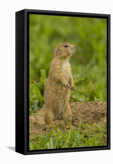 Colorado, Rocky Mountain Arsenal NWR. Prairie Dog on Den Mound-Cathy & Gordon Illg-Framed Premier Image Canvas