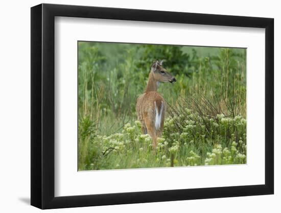 Colorado, Rocky Mountain Arsenal NWR. White-Tailed Deer in Field-Cathy & Gordon Illg-Framed Photographic Print