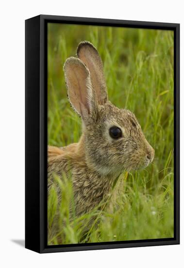 Colorado, Rocky Mountain Arsenal. Side Portrait of Cottontail Rabbit-Cathy & Gordon Illg-Framed Premier Image Canvas