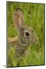 Colorado, Rocky Mountain Arsenal. Side Portrait of Cottontail Rabbit-Cathy & Gordon Illg-Mounted Photographic Print