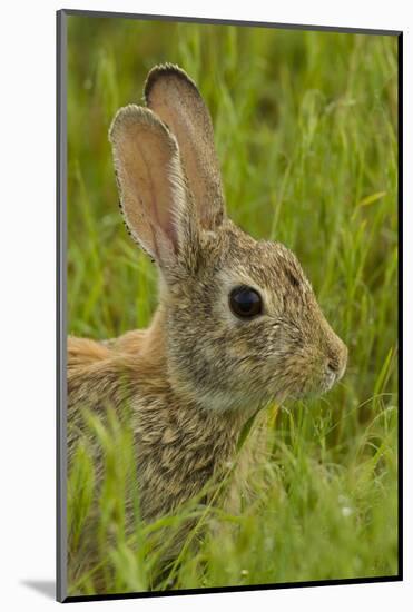 Colorado, Rocky Mountain Arsenal. Side Portrait of Cottontail Rabbit-Cathy & Gordon Illg-Mounted Photographic Print