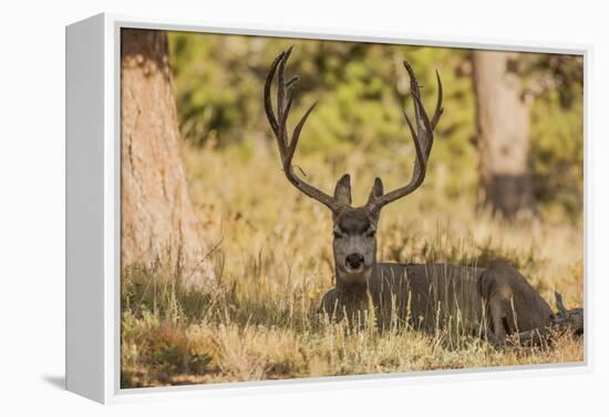 Colorado, Rocky Mountain National Park, Blacktail Deer-Patrick J. Wall-Framed Premier Image Canvas