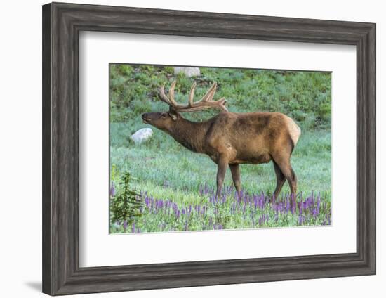 Colorado, Rocky Mountain National Park. Bull Elk and Little Elephant's Head Flowers-Jaynes Gallery-Framed Photographic Print