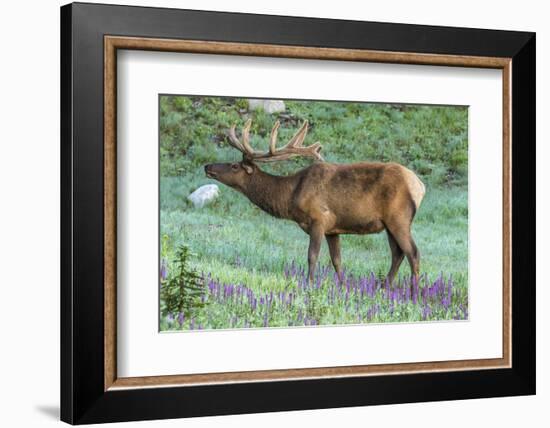 Colorado, Rocky Mountain National Park. Bull Elk and Little Elephant's Head Flowers-Jaynes Gallery-Framed Photographic Print