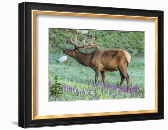 Colorado, Rocky Mountain National Park. Bull Elk and Little Elephant's Head Flowers-Jaynes Gallery-Framed Photographic Print