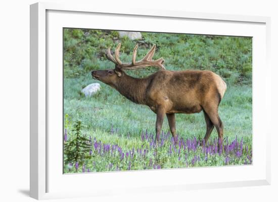 Colorado, Rocky Mountain National Park. Bull Elk and Little Elephant's Head Flowers-Jaynes Gallery-Framed Photographic Print
