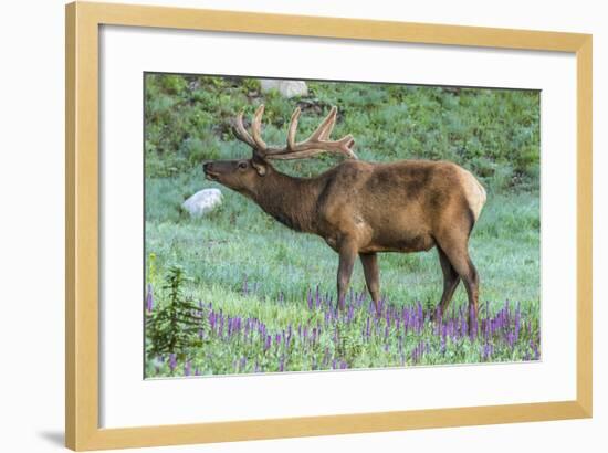 Colorado, Rocky Mountain National Park. Bull Elk and Little Elephant's Head Flowers-Jaynes Gallery-Framed Photographic Print