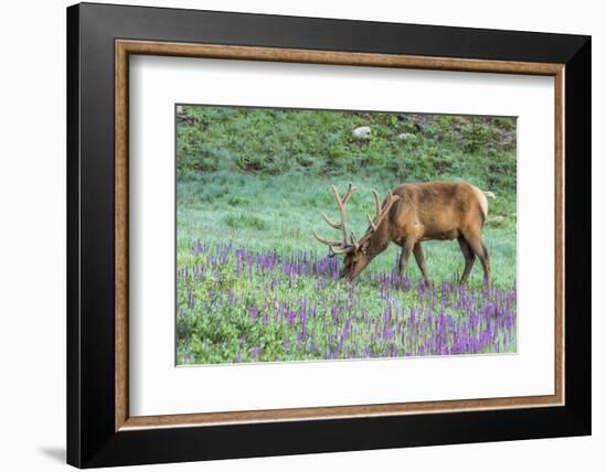 Colorado, Rocky Mountain National Park. Bull Elk and Little Elephant's Head Flowers-Jaynes Gallery-Framed Photographic Print