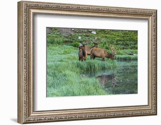 Colorado, Rocky Mountain National Park. Bull Elks and Poudre Lake-Jaynes Gallery-Framed Photographic Print