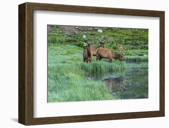 Colorado, Rocky Mountain National Park. Bull Elks and Poudre Lake-Jaynes Gallery-Framed Photographic Print