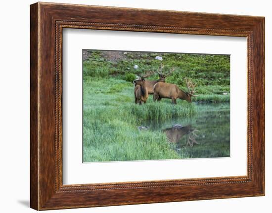 Colorado, Rocky Mountain National Park. Bull Elks and Poudre Lake-Jaynes Gallery-Framed Photographic Print