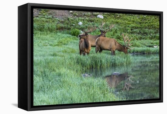 Colorado, Rocky Mountain National Park. Bull Elks and Poudre Lake-Jaynes Gallery-Framed Premier Image Canvas