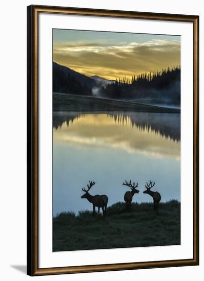 Colorado, Rocky Mountain National Park. Bull Elks Silhouetted Against Poudre Lake at Sunrise-Jaynes Gallery-Framed Photographic Print
