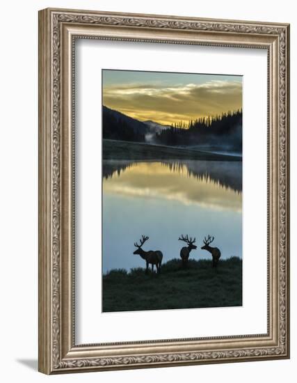 Colorado, Rocky Mountain National Park. Bull Elks Silhouetted Against Poudre Lake at Sunrise-Jaynes Gallery-Framed Photographic Print